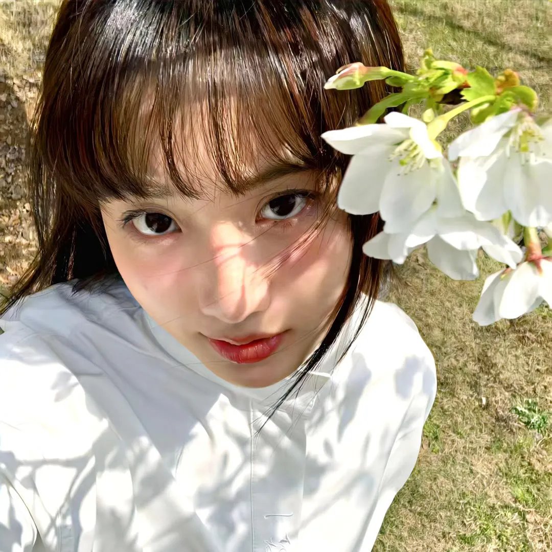不进花瓶的洋甘菊